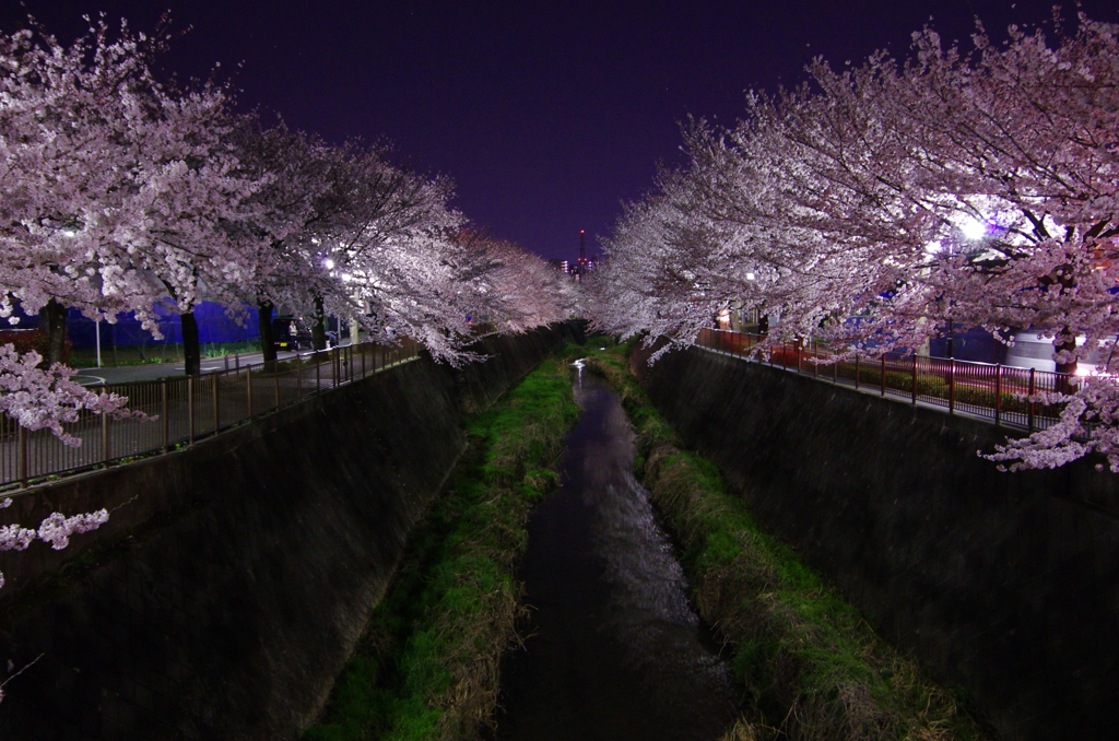 夜桜