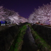 夜桜