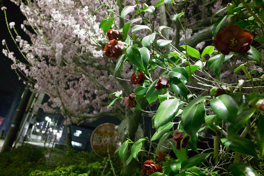桜と椿