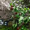 桜と椿