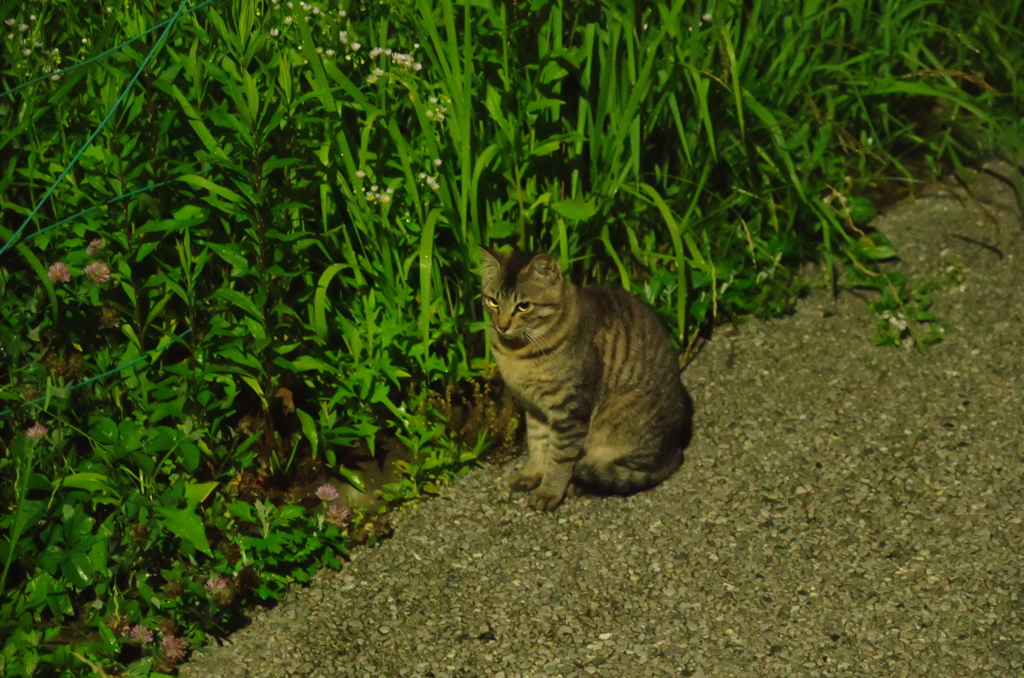 サバトラ