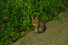 サバトラ