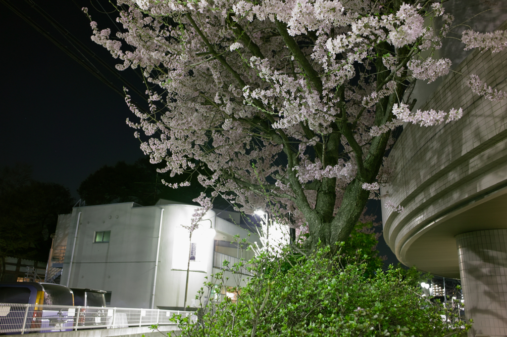 桜