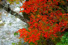 紅葉01