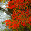 紅葉01