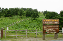 レブンアツモリソウ群生地