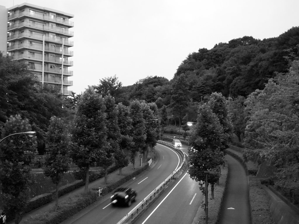 黒い街路樹