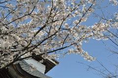 ＳＡＫＵＲＡ