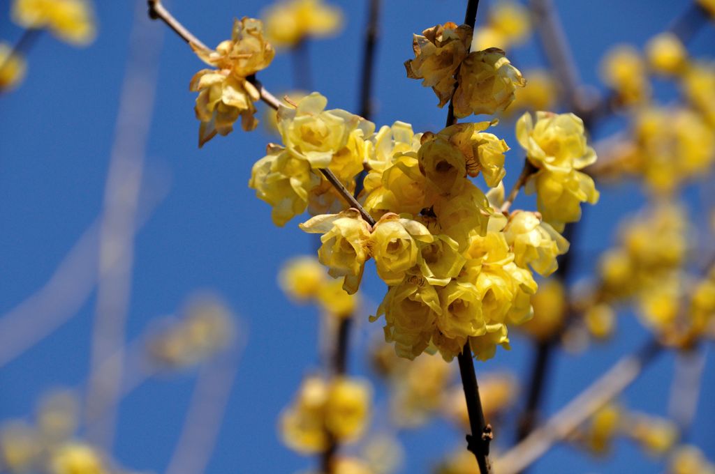 朝のカメラ散歩