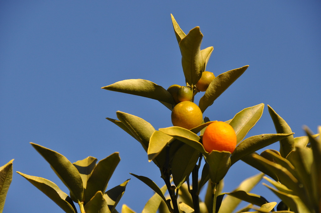 朝のカメラ散歩