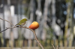 朝のカメラ散歩