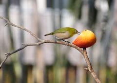 朝のカメラ散歩