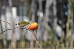 朝のカメラ散歩
