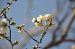 朝のカメラ散歩