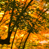 紅葉真っ最中