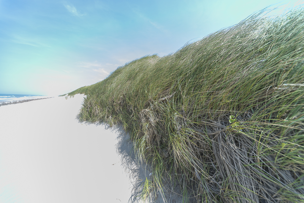 夏草風に揺れる