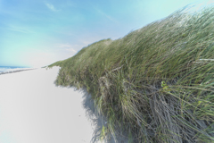 夏草風に揺れる