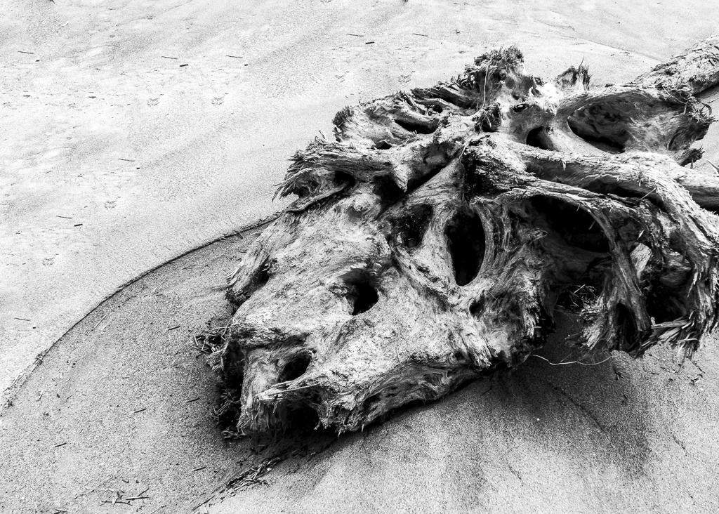  台風が残した物　１