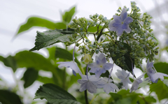 紫陽花に雨　１