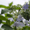 紫陽花に雨　１