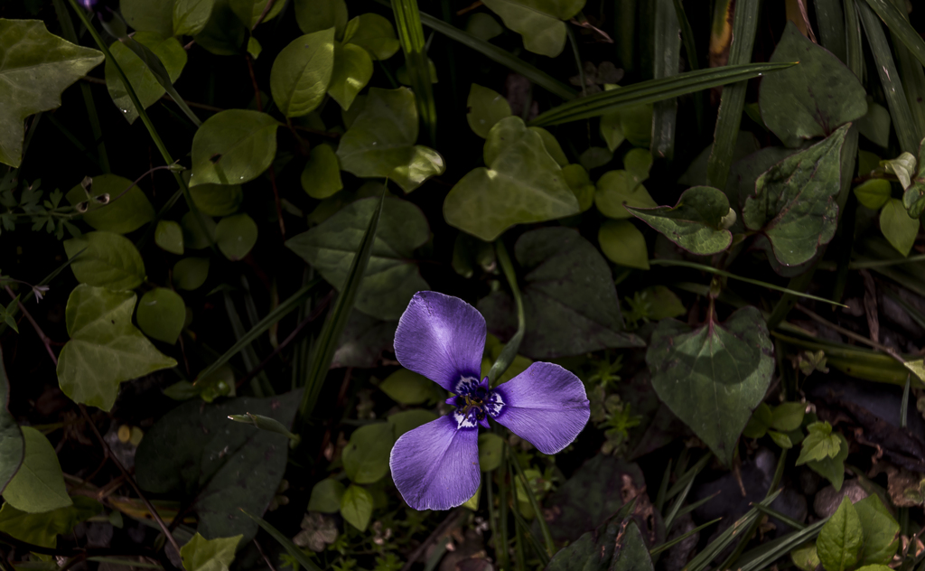 日陰の花