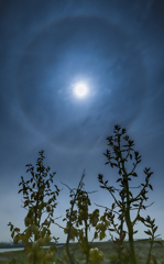 Sun halo ４