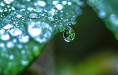 春雨のしずく