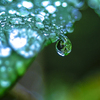 春雨のしずく