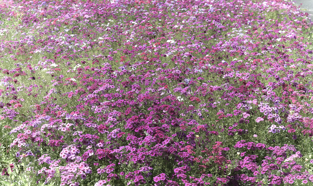 お花畑　１