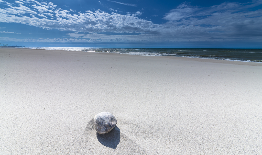 流れ着いたヤシの実 ３
