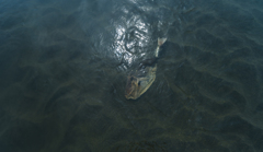 泳げない魚