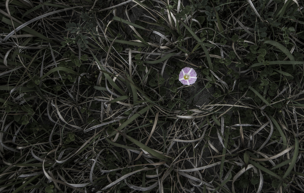 浜の花　２