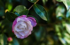 庭に咲く花　山茶花