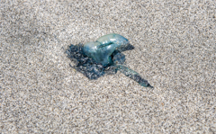 波打ち際の猛毒 波打ち際の猛毒