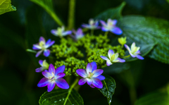 庭の紫陽花　１