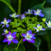 庭の紫陽花　１