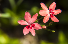 庭の花