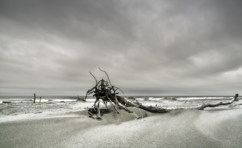Driftwood　２