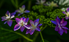 庭の紫陽花　２
