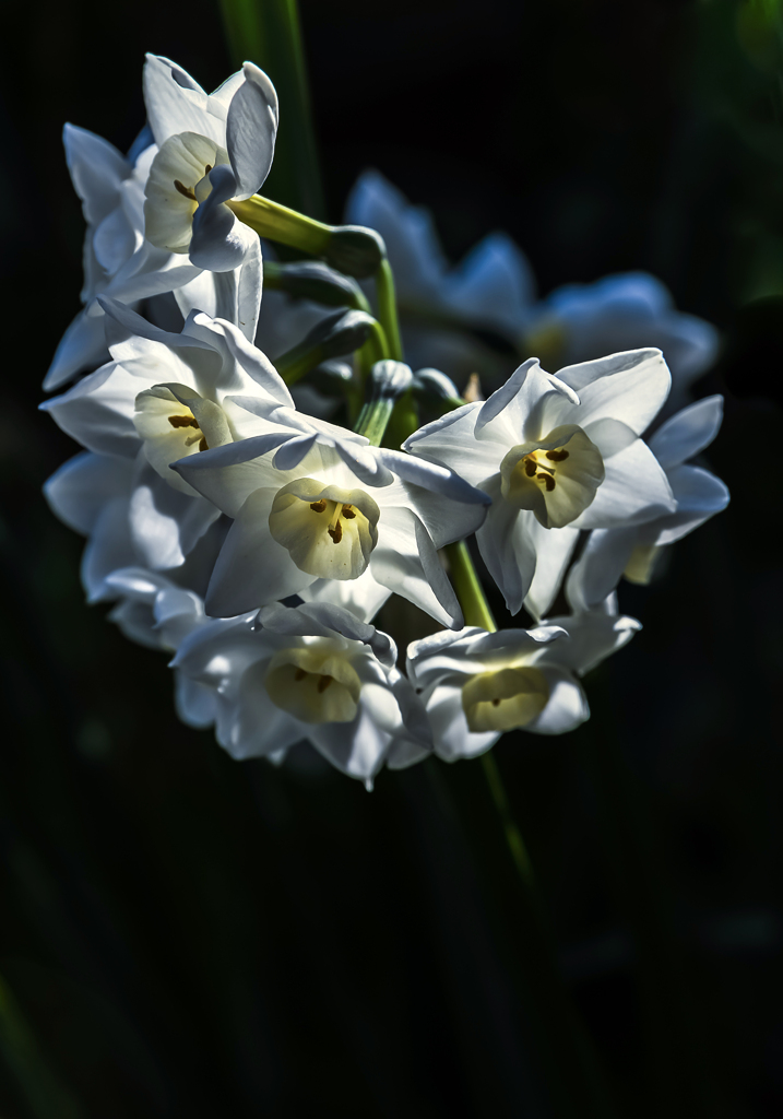 水仙の花