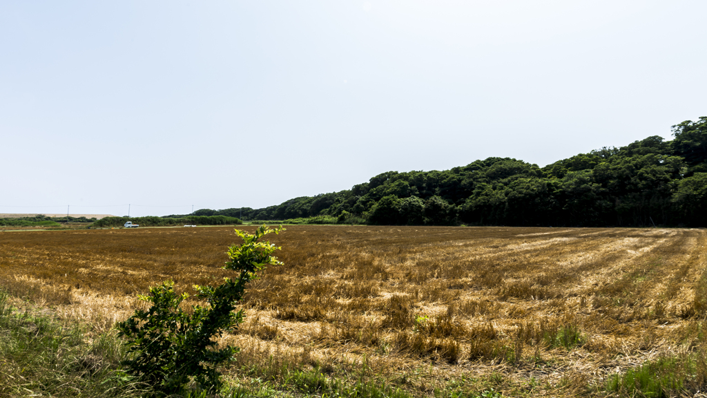 金色の収穫跡