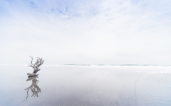 Fog 2