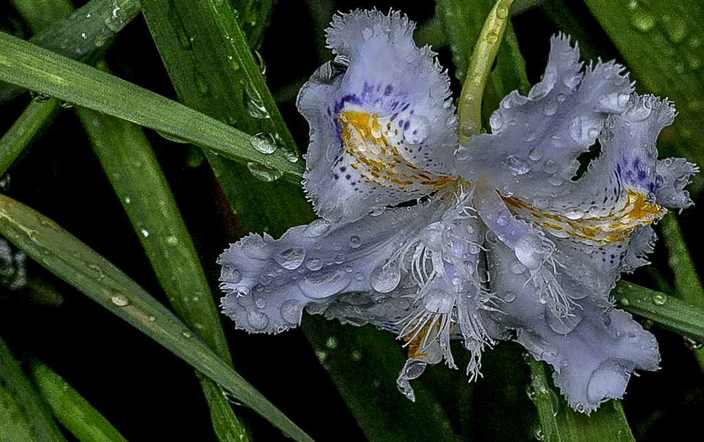 春雨　庭に咲く花　３