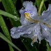 春雨　庭に咲く花　３