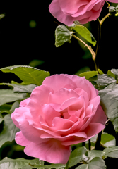 庭のバラ　２