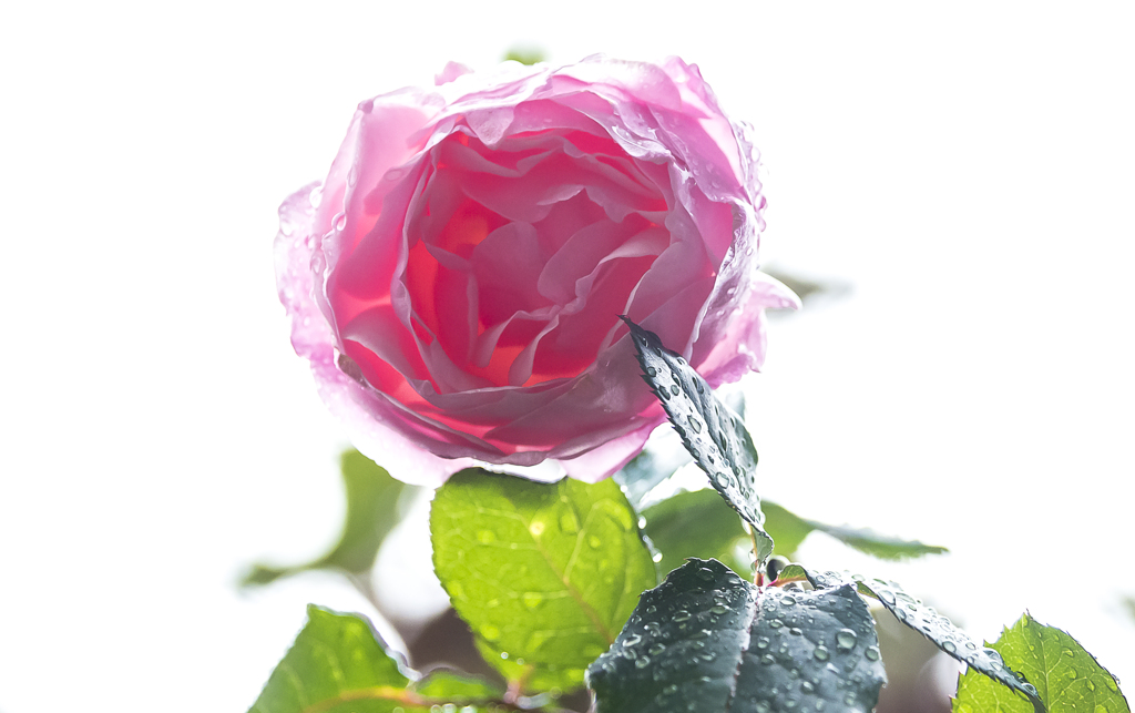 雨の中の薔薇