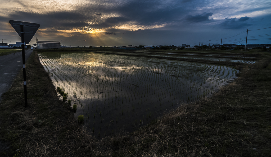 夕暮れ田んぼ