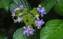 紫陽花 隅田の花火　１
