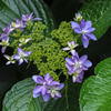紫陽花 隅田の花火　１
