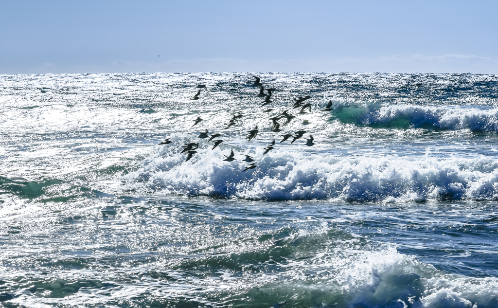 荒波を飛ぶ　１